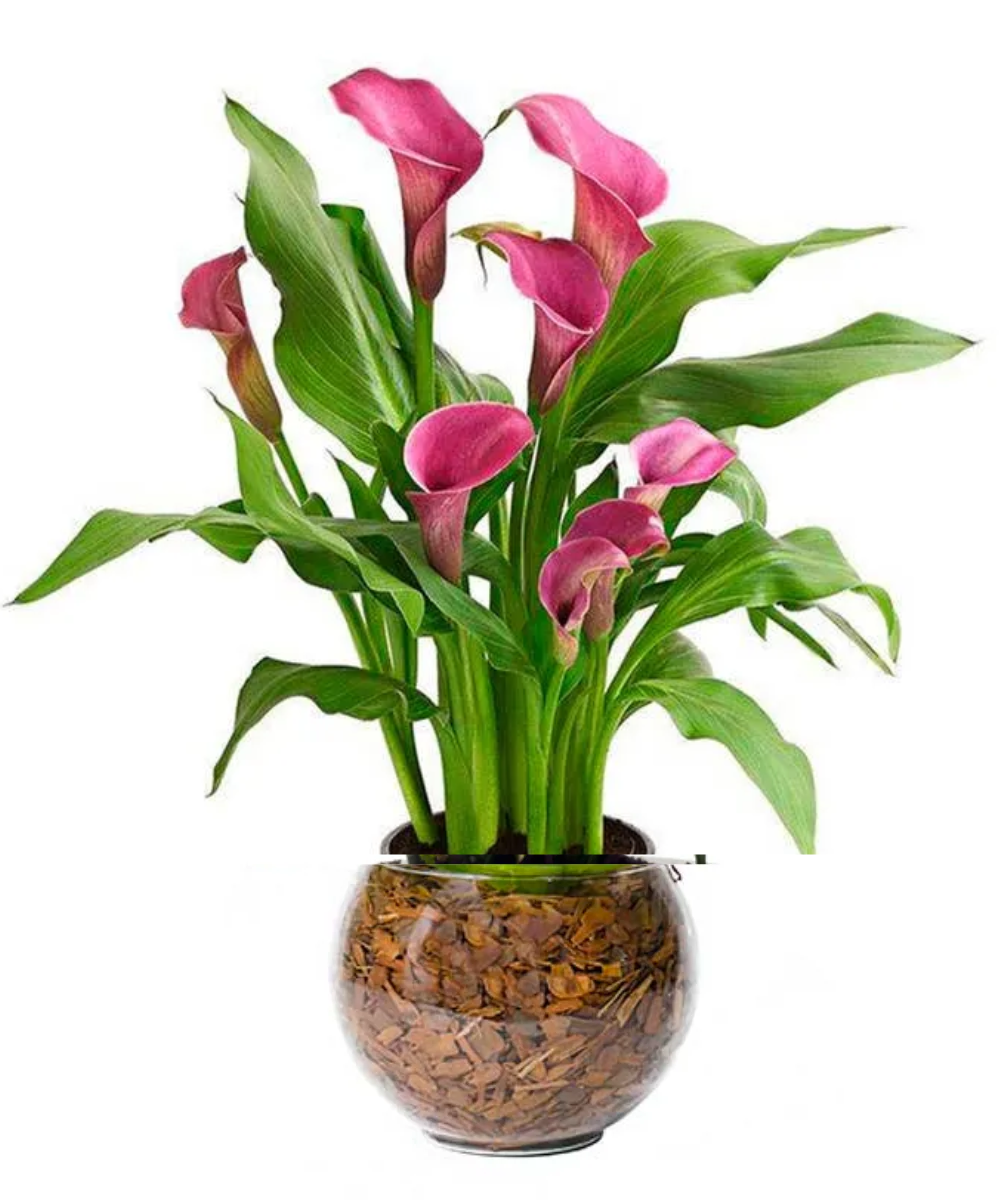 import placeholder for 2663